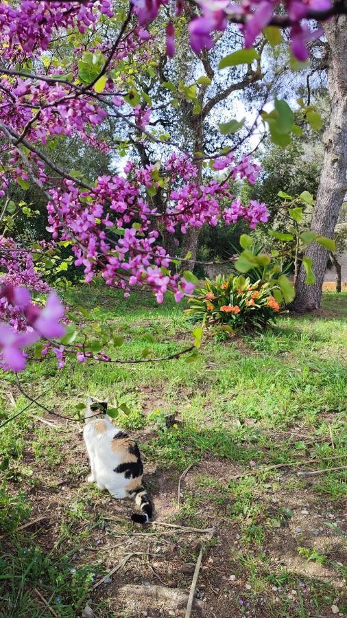 Can Costals Naturaleza 帕尔斯 外观 照片